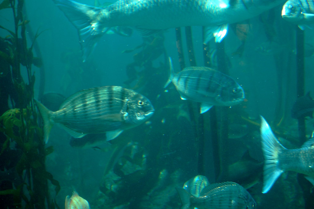Cape Town - Aquarium