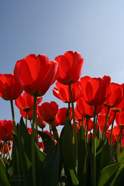 Red Tulips against a Blue Sky