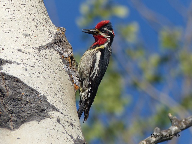 Red-naped Sapsucker - Anarchist Mountain, BC