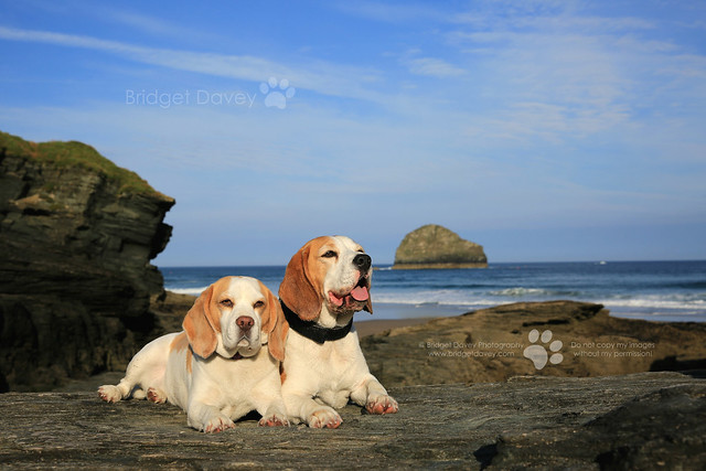 The Beagles | Pet Photography Padstow | Cornwall