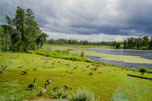 Alfred Hole Goose Sanctuary