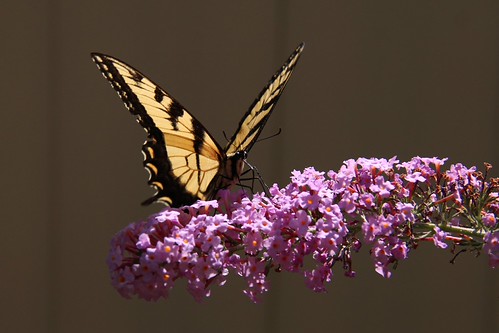 Backyard Beauty | by Kathryn L Quinn