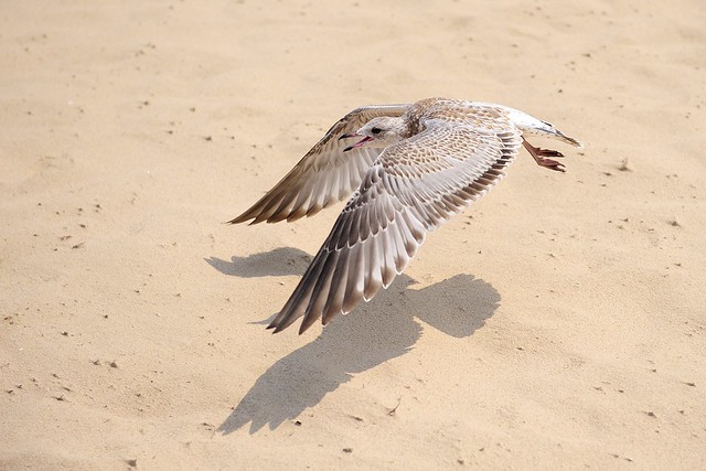 seagull takeoff
