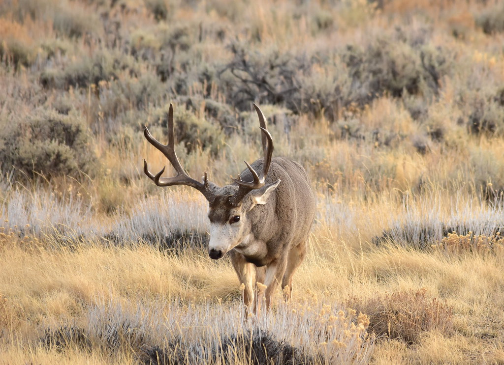 Mule Deer in Southwest Wyoming | The look. This large mule d… | Flickr