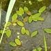 Flickr photo 'Potamogeton natans (Broad-leaved Pondweed / Drijvend fonteinkruid) 0995 & Potamogeton trichoides (Hairlike Pondweed / Haarfonteinkruid) 1003' by: Bas Kers (NL).