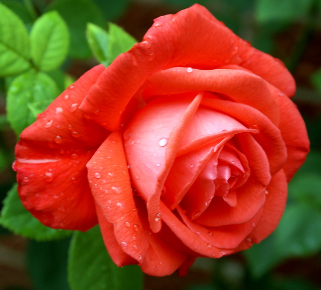 Tropicana rose
