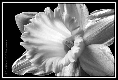 Single Daffodil Head in B&W- (DSC_0293) by Tripod 01