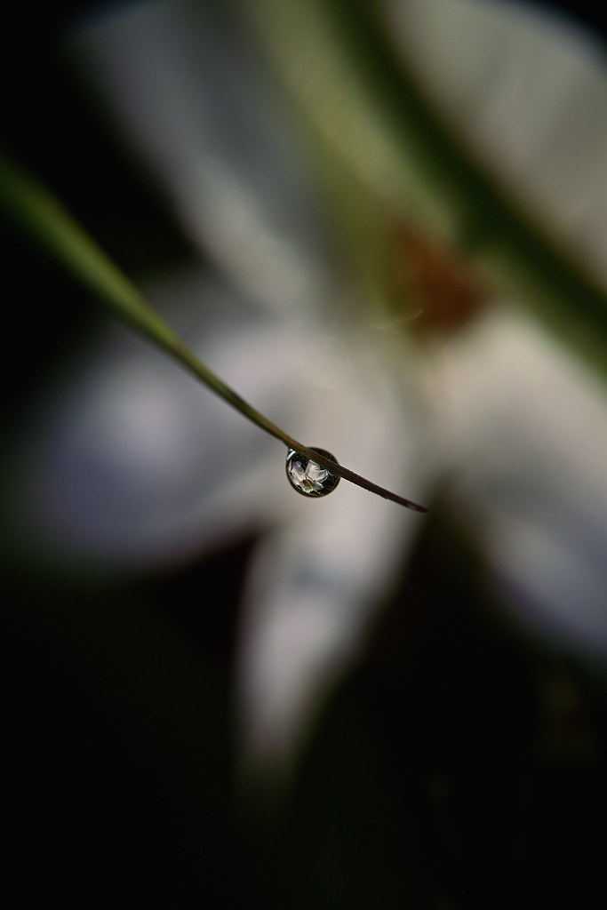 morning dew #1 by slowhand7530