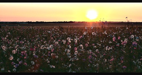 flowers field sunrise southafrica cosmos gauteng sapn3