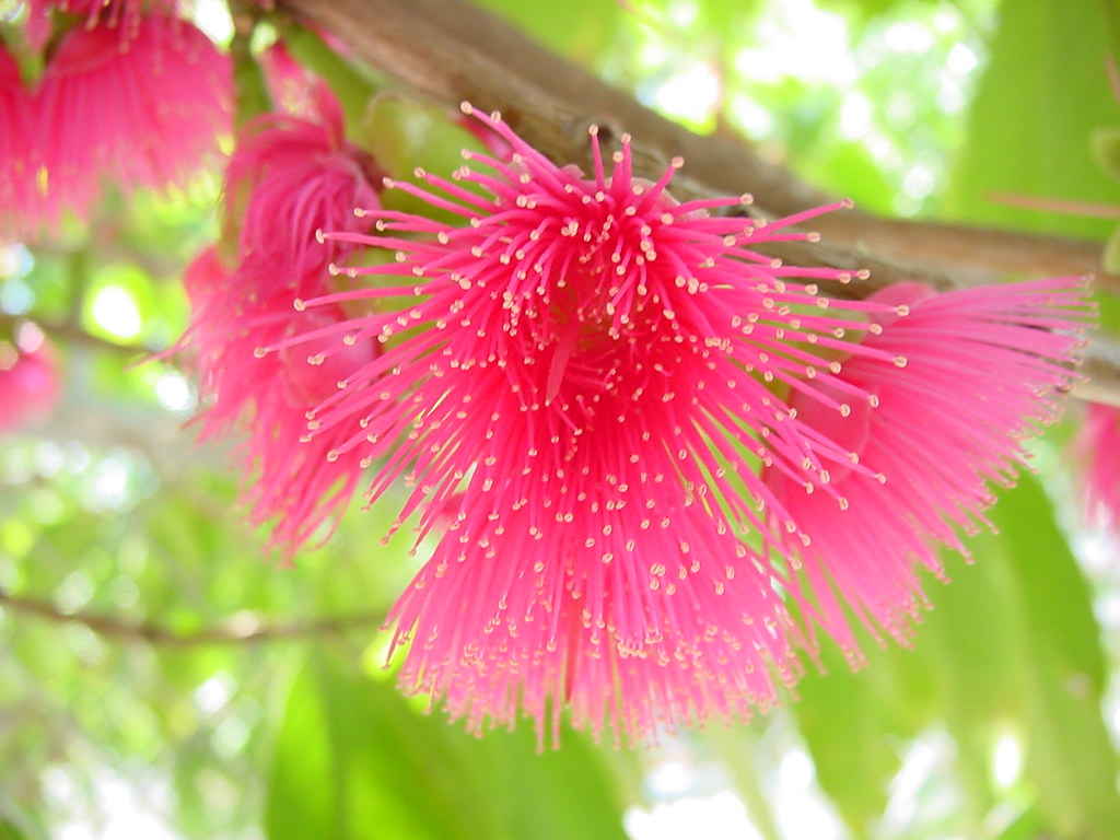 Pumarosa flower | La flor del arbol de A Pumarosa`… Rodolfo Hernandez | Flickr