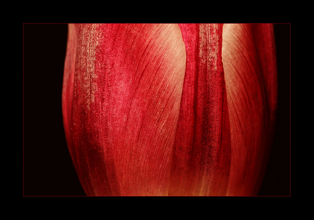 Silky Red by AnyMotion