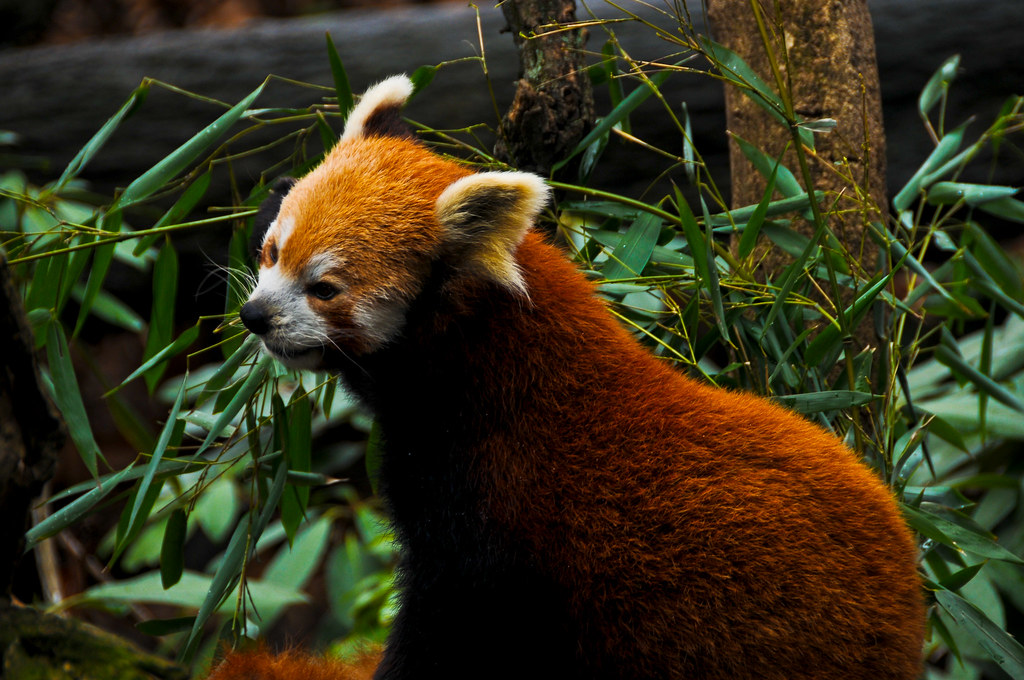 red panda by krugerlive