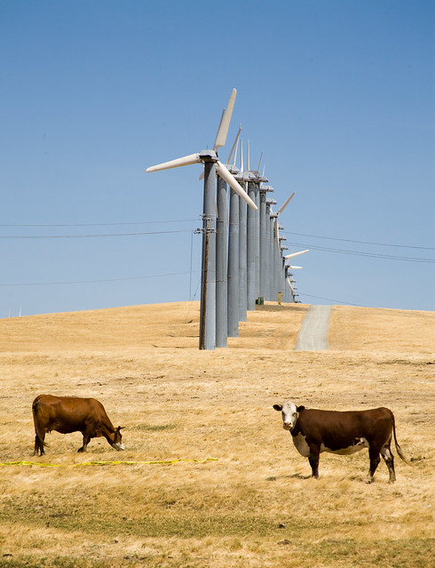 Cows and windmills