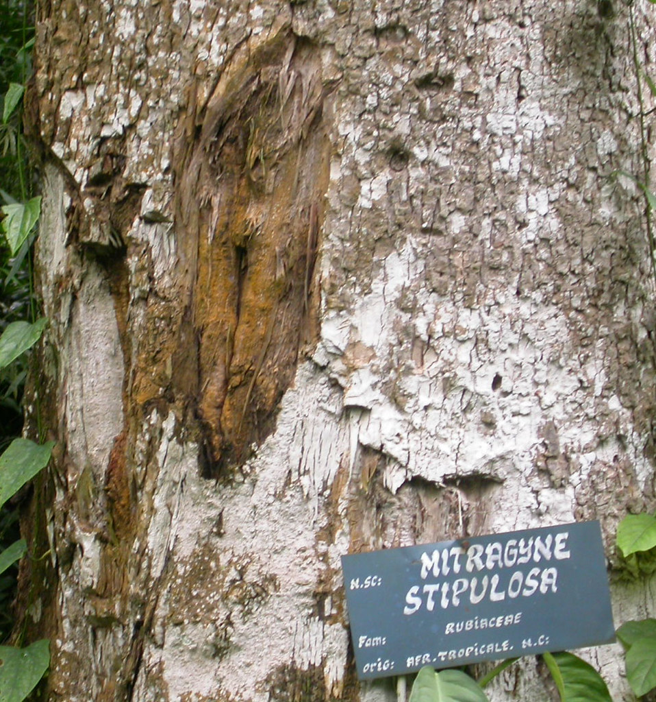 Fleroya stipulosa bark