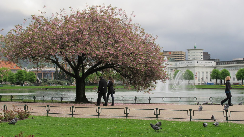 Passert tre -|- Passing blooming tree | ΞRLING SIVΞRTSΞN | Flickr