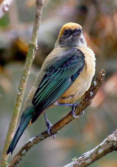 Saíra-amarela-fêmea, Burnished-buff Tanager female (Tangara cayana)