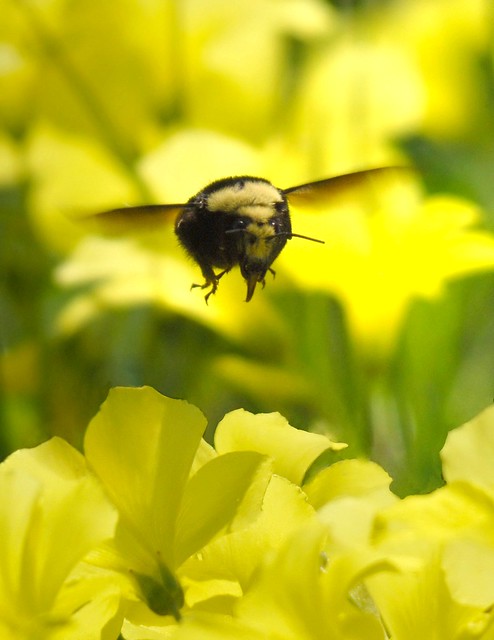 Rambling bumblebee