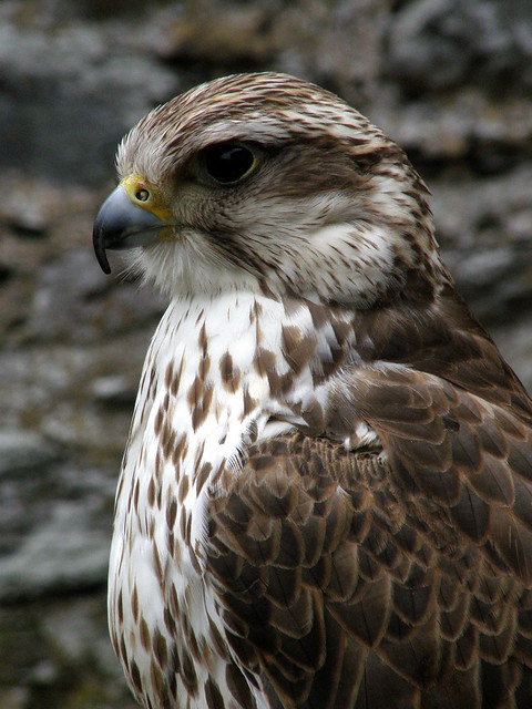 Falco cherrug (Saker Falcon / Sakervalk)