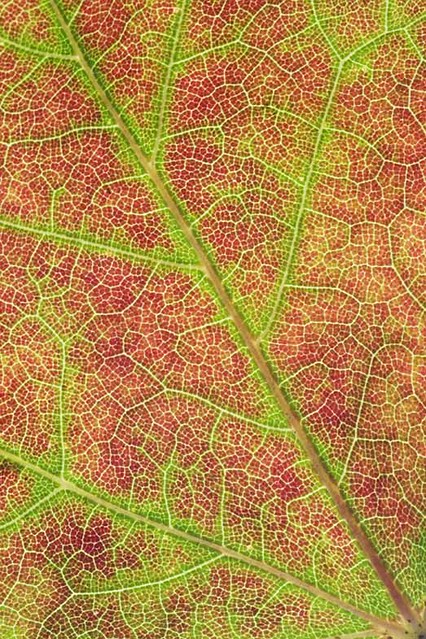 Maple leaves pattern