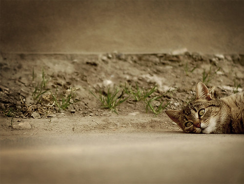 grass wall cat d50 concrete nikon macska cica beton fal kis cirmos kicsi fű kittyschoice findusz szülnifog macsekokat nyávogós cicmókat mijáú nyáú