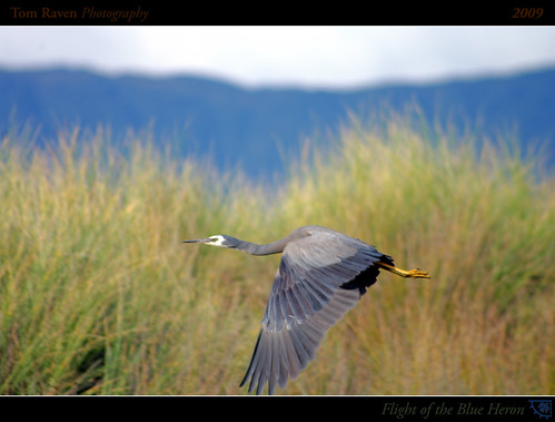 newzealand bird beach heron geotagged interestingness framed flight explore blueheron 2009 bif birdinflight gbh explored inexplore mywinners tomraven icomeintothepeaceofwildthings geo:lat=40735194 geo:lon=175117135 q209