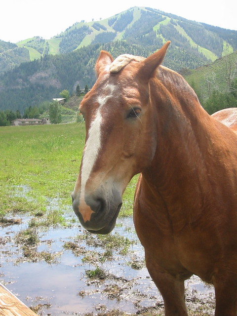 Sun Valley, Idaho ~ View of Mount Baldy with Beautiful Horse