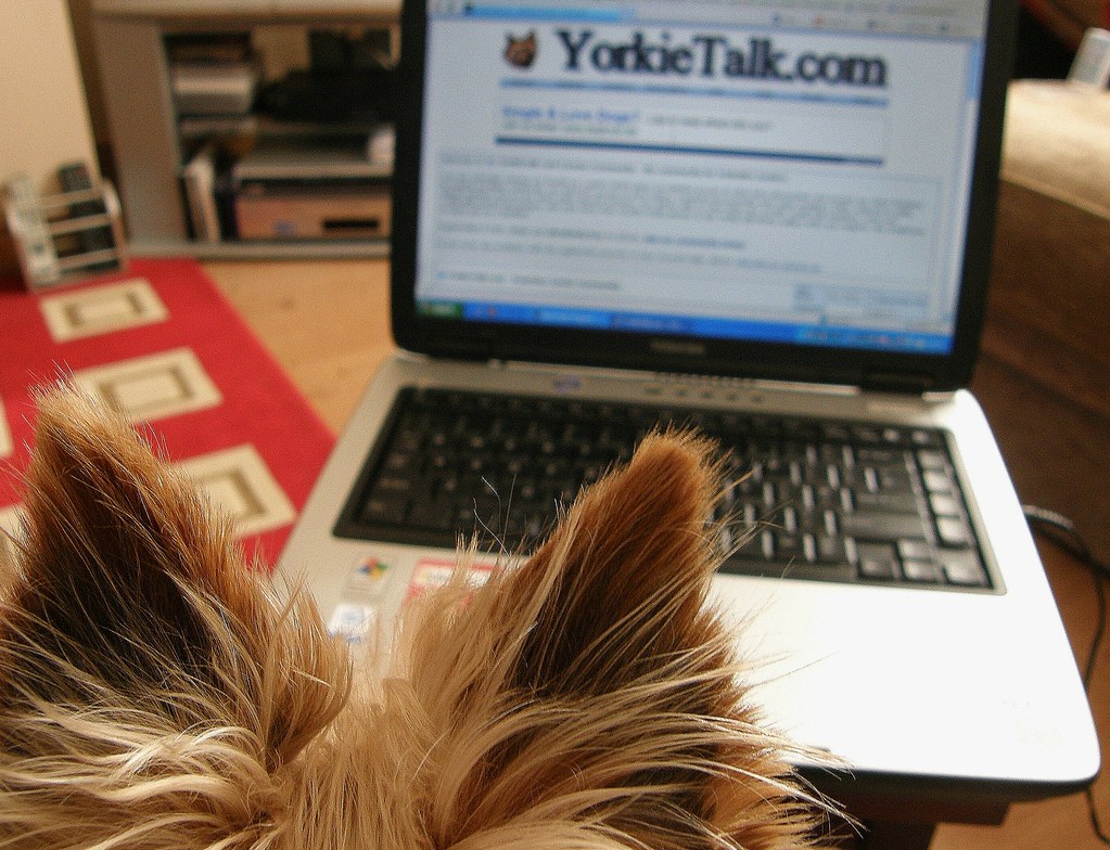 Yorkie At Computer DoggyNet | My little Yorkie friend demonstrating that she is… | Flickr