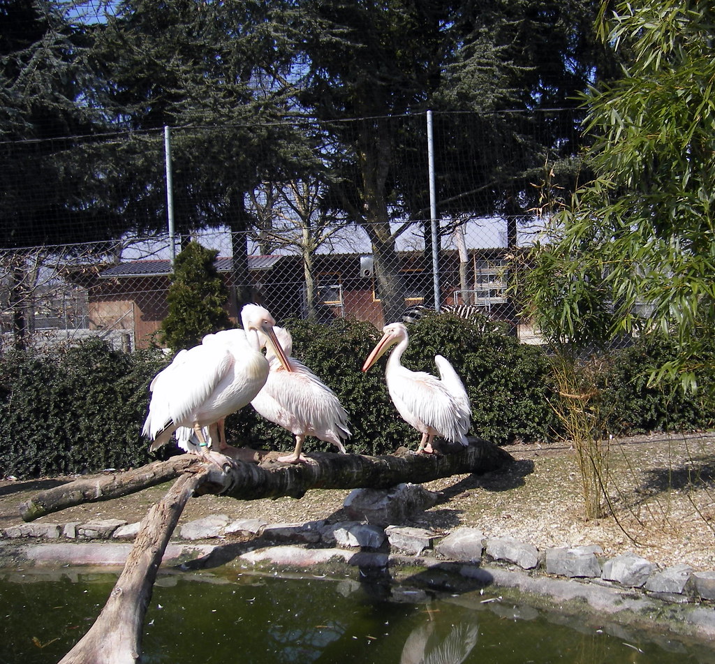 Zoo | Pelikane | Erika,812 | Flickr