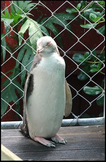 Cutie Penguins | by zenseas
