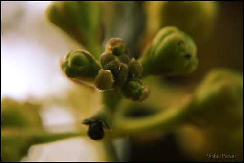 Untitled (3505010586) by Vishal P-vishalpawar