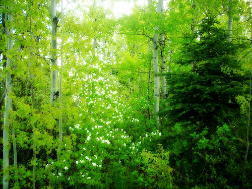 trees sun white canada flower green leaves forest woods bc blossom britishcolumbia saskatoon glade princegeorge project3661 varsitycreek