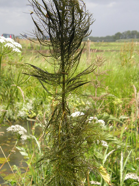 Myriophyllum verticillatum (Whorled Water-milfoil / Kransvederkruid) 0852