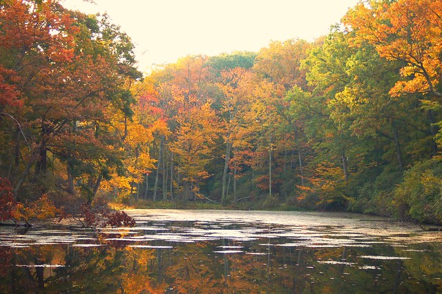 Rock Spring Pond in the fall at Westmoreland State Park, Virginia