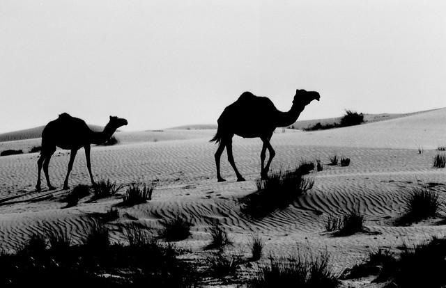 Camels beside the Dubai - Hatta Fort Road