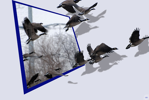 winter bird birds fly flying geese flight takeoff flee hiddenlakes outofbounds oob bolingbrook blueribbonwinner candiangeese