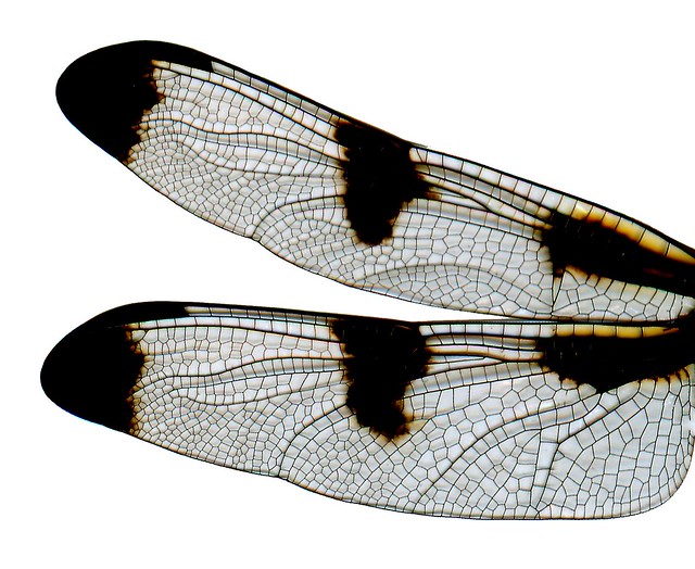 Dragonfly wings (12-spotted skimmer)
