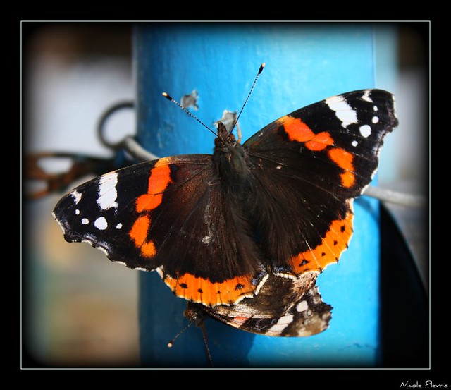 ~Butterfly love~