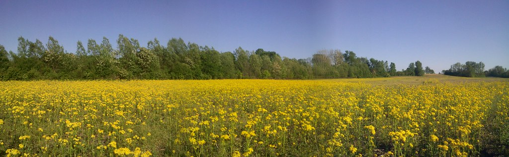 yellow field panorama