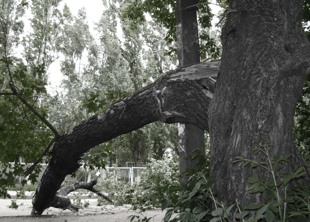 Broken tree - … от чего люди так любят наблюдать за чужим го… - Flickr