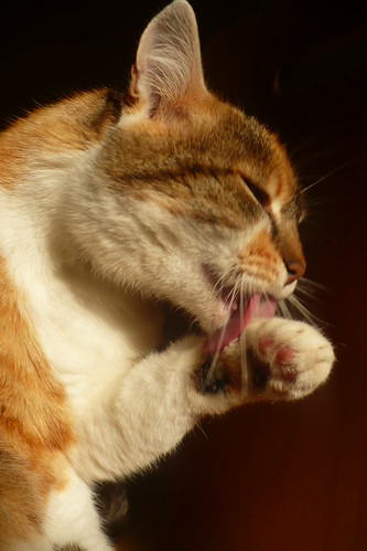 La toilette du chat | by mistigree