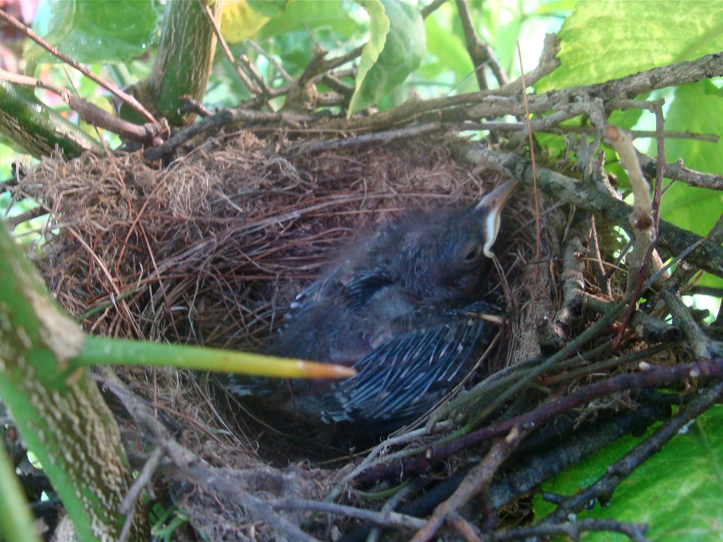 Introduction bird nest image