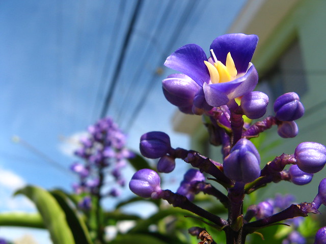 Gengibre-azul-brasileiro, (Dichorisandra thyrsiflora), São paulo, Brasil