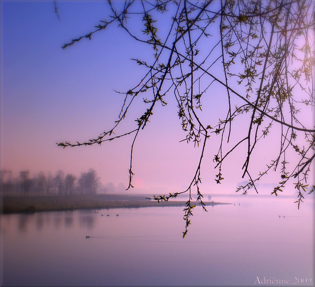 ♥early~lilac~morning♥ (Explored) by ♥Adriënne - slowly back -