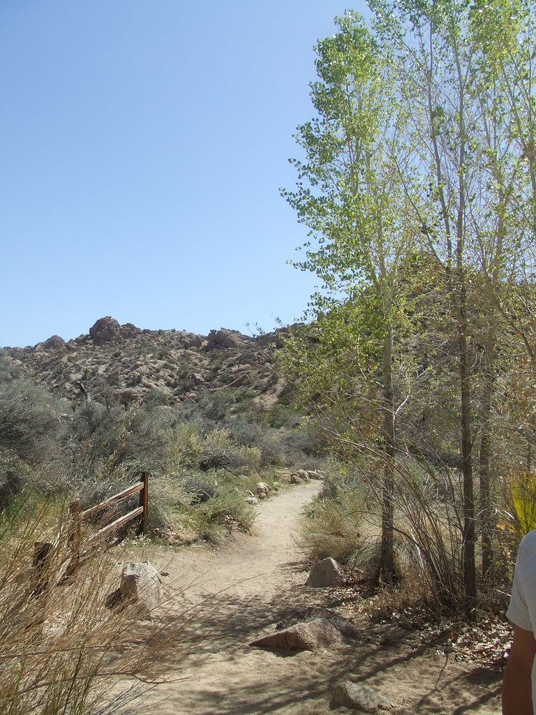 Joshua Tree Np ジョシュア ツリー国立公園は 複数の岩石砂漠にまたがる広大な公園 所々に木が生えている Flickr