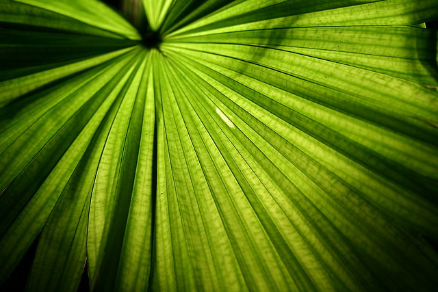 Potted Palm Leaf