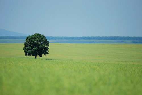 tree field landscape fa táj magyarország mező repce