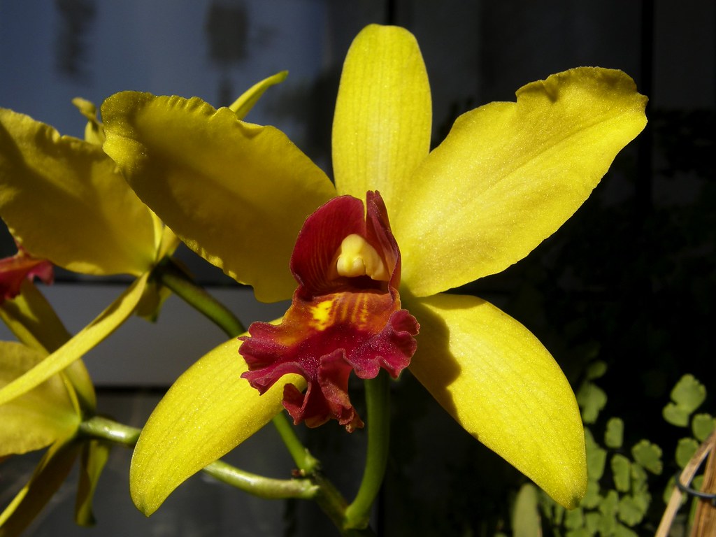 Orquídea vermelha e amarela - Banho de Sol | Estas orquídeas… | Flickr