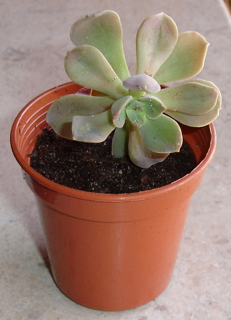 Echeveria bicolor