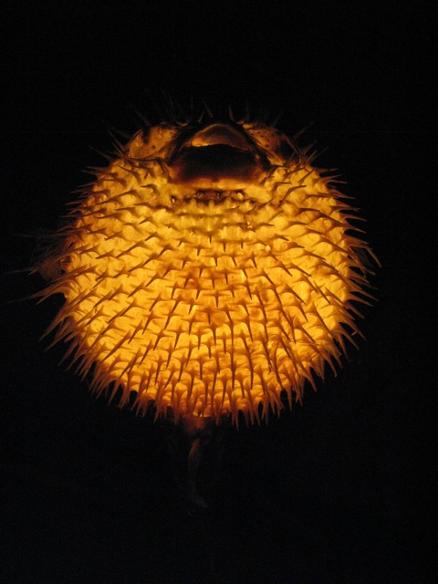 Blowfish Lamp at Thatch