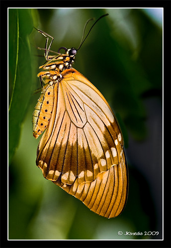 Butterfly by JKmedia
